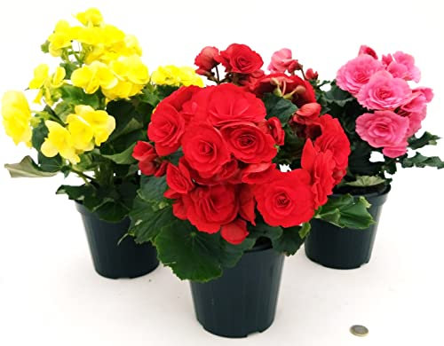 POWERS TO FLOWERS - BEGONIA SET 3 COLORI, GIALLO - ROSSO - ROSA INTENSO, VASO 14 CM DIAMETRO, piante vere