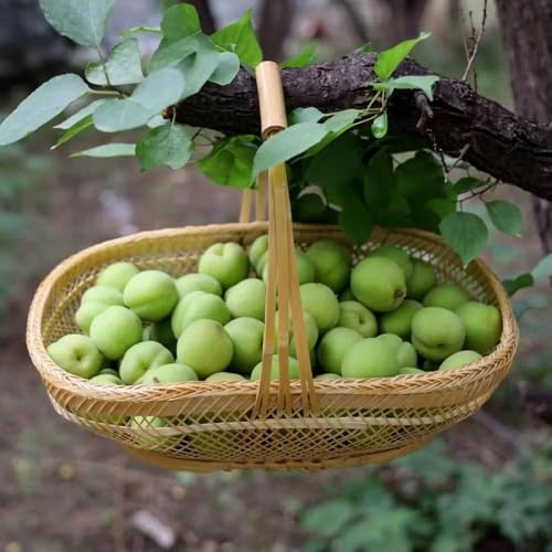 semillas resistentes del albaricoquero - trepadoras decorativas perennes 5pcs