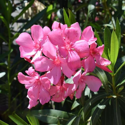 Semi di oleandro - semi di vecchie varietà selvatici decorazioni giardino per esterni esotico per giardinieri balcone organico i luoghi soleggiati 16pcs