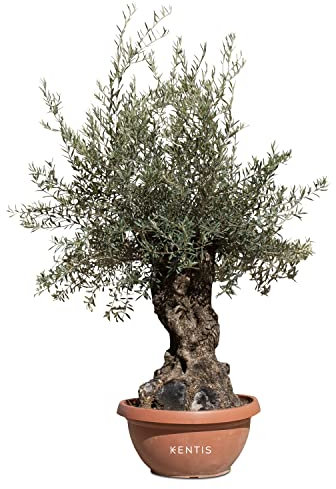 KENTIS - Olea Europaea - Olivo Bonsai Gigante - Piante da Esterno Vere - H 200-220 Tronco Ø 60-100 Vaso Ø 90 cm