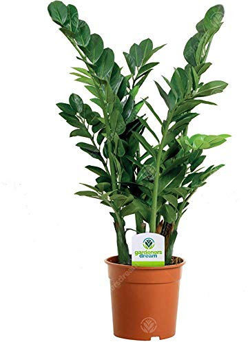 GardenersDream Zamioculca Zamiifolia - Live Air Purifying Indoor Plants for Home and Office (30-40 cm)