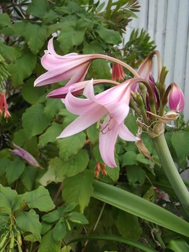 Blumenzwiebel - Raritäten : Crinum powellii - Hakenlilie 1 Zwiebel 20/24