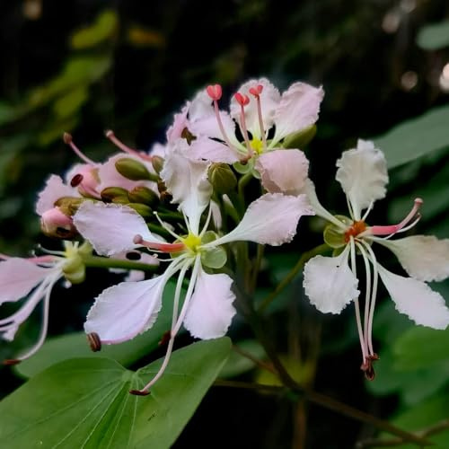 semillas de orquídeas - arbustos para jardín raras balcón semillas jardín rocas arbustos 30pcs