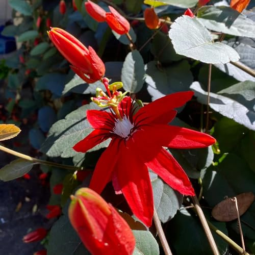 passionsblume - passiflora winterharte kübelpflanzen für sonnige plätze seltene, wohnzimmer deko schnittblumen, hängepflanze gartendeko 250samen