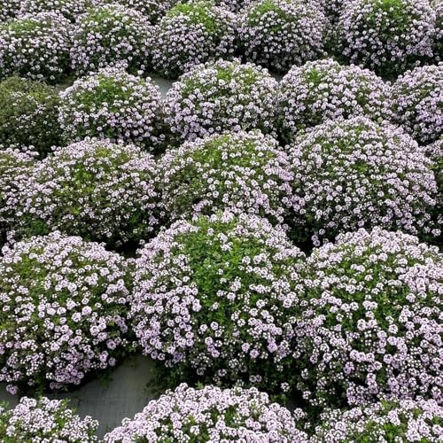 semi di timo serpillo - perenni resistenti da balcone giardino 2000pcs