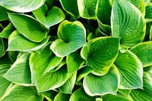 100pcs Green Hosta Plant Seeds