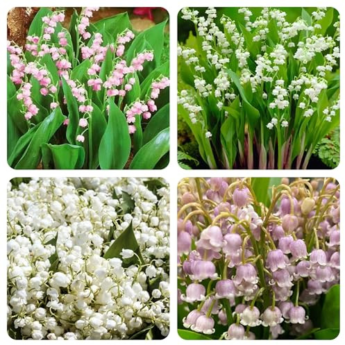 bulbos de lirio de los valles - raras temprana exterior resistentes invierno 15pcs