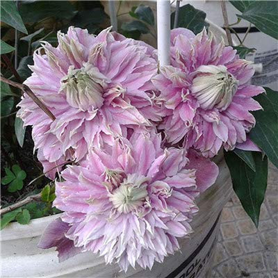 Nuovi 100pcs semi Clematis Fiori per Viola giardinaggio Luce