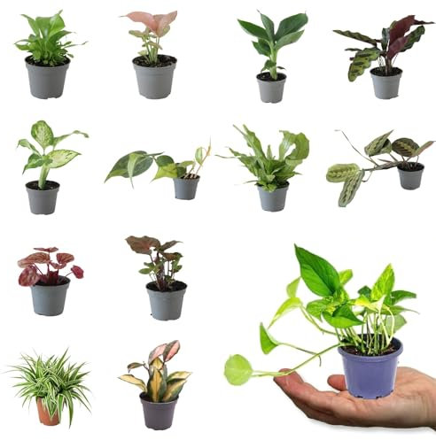 Mini Indoor Plant Pick and Mix - Mixed Varieties All in 6cm Pots - 10-20cm in Height inc Pot (3 Plants)