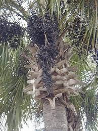 100 semi di fiori di campanula:Semillas