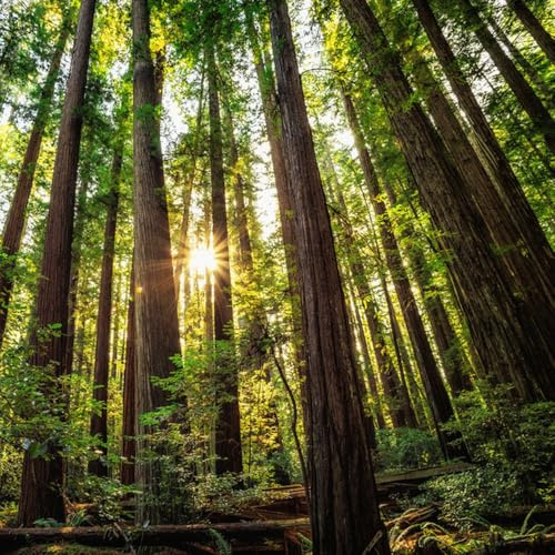 semillas de secuoya - jardín de rocas resistentes cama elevada balcón interior exterior 200pcs