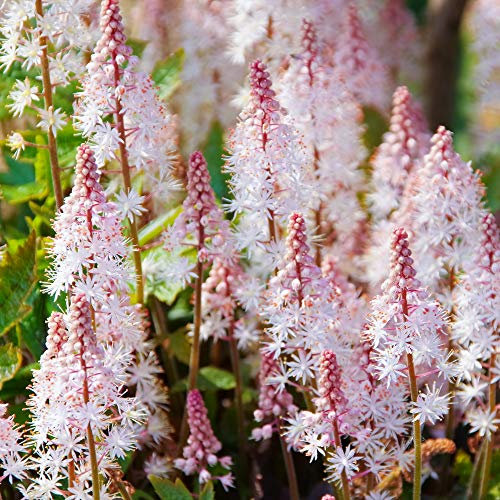 Tiarella Pink Skyrocket est un arbuste vivace herbacé à fleurs en pot pour le jardin.