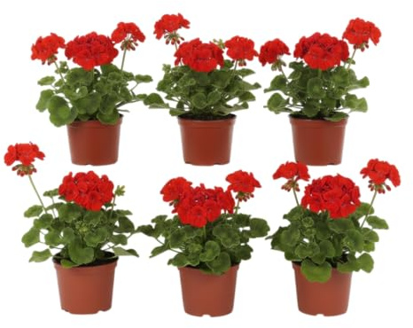 Pack Esencia Mediterránea | Pack de 6 Geranios Naturales en Maceta DECOALIVE | Seis Plantas de Geranio Pelargonium para Interior y Exterior