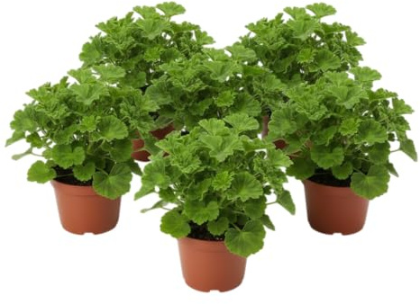 Pack Terraza Premium – Seis Geranios Limón Naturales en Maceta | DECOALIVE Plantas Aromáticas de Exterior para Terraza y Jardín