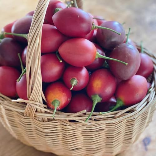 pomodoro tamarillo - 40semi