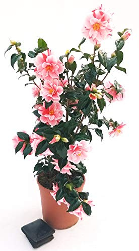 POWERS TO FLOWERS - CAMELIA JAPONICA ROSA BICOLORE, vaso 23cm, pianta vera
