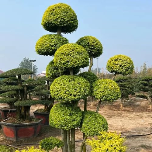 Semillas de seto de aligustre, de jardín de rocas Ligustro lucidum - para lugares soleados de exterior resistentes verdes 150pcs