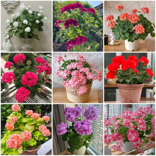 Semillas de geranio - semillas de exóticas Pelargonium hortorum - organicas resistentes para el jardín 300pcs