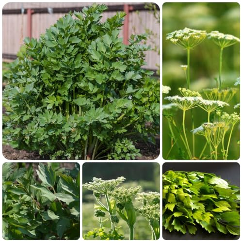 Semillas de apio perenne resistente raras, apio organicas jardín, orgánicas de jardín que cubren 100pcs