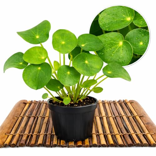 POWERS TO FLOWERS - PILEA PEPEROMIOIDES, PIANTA DELLE MONETE, vaso 12cm diametro, pianta vera