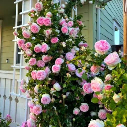 Kletterrose – Winterharte und Pflegeleichte Getopfte Rose – Blühende Kletterpflanze für Wände, Pergolen & Zäune-4knollen-a