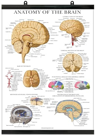Palace Learning Brain Anatomy Poster - Laminated with Plastic Frame - Anatomical Chart of the Human Brain