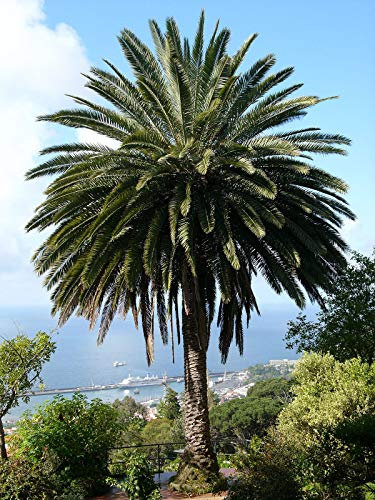 3 graines de palmier des Canaries (Phoenix Canariensis)