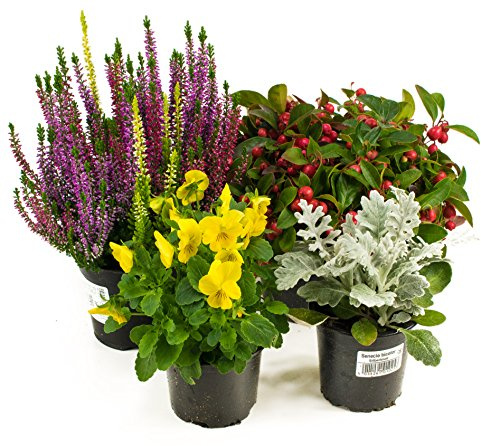 Herbst Blumen Set Nr.5 Calluna vulgaris Trios Milka, Scheinbeere, Viola Stiefmütterchen & Silberblatt