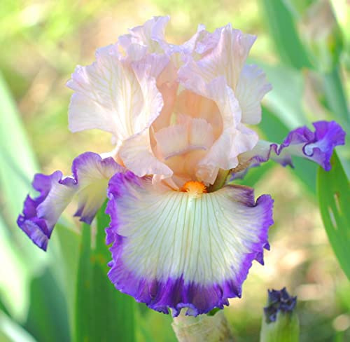 Iris bulbs | Gentle and graceful family posture | Artificial flowers | Easy to nurture - 1.4 bulbs: Package Seeds Only