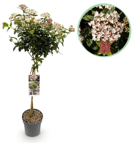Viburnum Tinus en Copa, Planta de Terraza, Blanco-Rosa, Maceta 19cm, 90cm