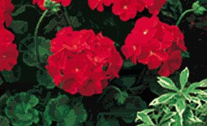 Geranium Pinto Premium Red Deep 100 Seeds