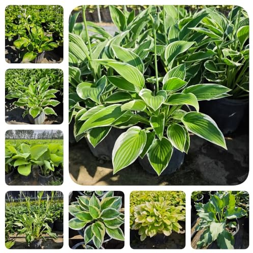 Semi di Hosta - per giardino Hosta plantaginea - decorazione da giardino per esterni perenni vecchie varietà 350pcs