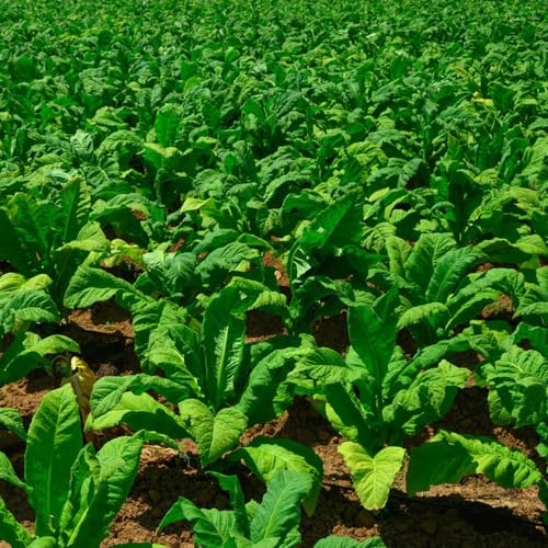 semi di tabacco rialzata per interno d'appartamento esotiche organico copertura del terreno rare giardino balcone con 100pcs