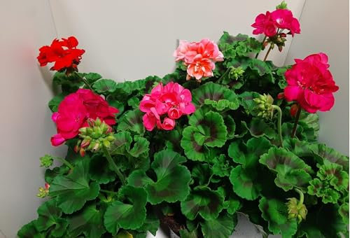 Pack 6 Geranios Zonales - Pack 6 Geranios Naturales Planta (Pelargonium) 14 cm ø - Vipar Garden 9