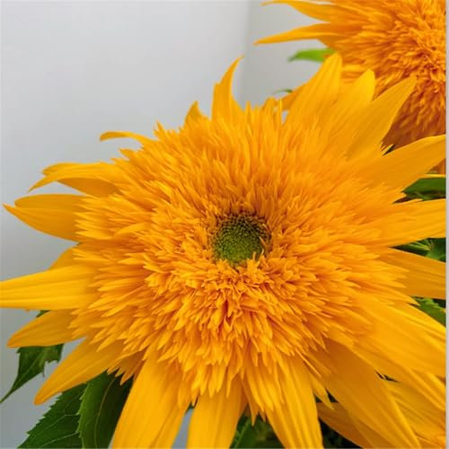 Flowering Bulbs Excellent Display Indoor Perennial Balcony Garden Bulbs Can Be Potted Aromatic Sunflower Sunflower Seeds Mixed colors-2000Pcs-C