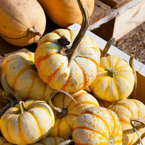 semillas de calabaza orgánicas, frescas resistentes para el balcón ornamentales la cama regalos 20pcs