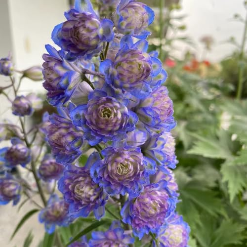 Semi di speronella - giardino resistenti balcone esterno perenni 900pcs