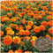 1000 Graines de Souci Mélangées – Plante Ornementale pour Jardin, Balcon & Terrasse – Facile à Semer, Haute Germination, Floraison Colorée​ (Graine)