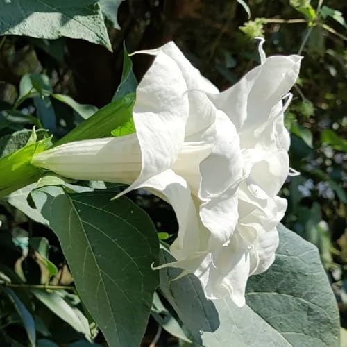 EngelstrompetePflanzeSamen、gartenpflanzen、langer Blütezeit für eineSamenmehrjährig winterhart winterharte kübelPflanzen50pcs