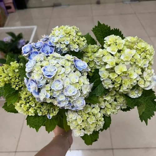 semillas de hortensia resistentes, jardín perennes, jardín silvestres, variedades antiguas 10pcs