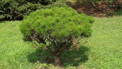 Vivaio Garden Forest Pinus Densiflora ‘Alice Verkade’ Pino Nano Sempreverde – Conifera Ornamentale Compatta, Ideale per Giardino Roccioso o Vaso