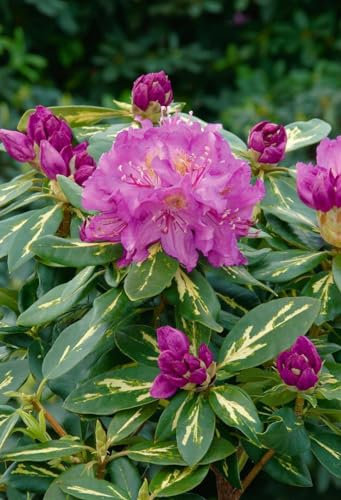 Rhododendron Hybride 'Goldflimmer' 40–50 cm – Winterhart, Immergrün, Mehrjährig – Rhododendron – Zierstrauch für Garten & Kübel