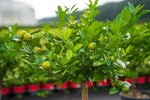 gruenwaren jakubik Calamondin Stamm Busch Orange Citrus Mitis 80-90 cm Orangenbaum Calamondino Kalamansi