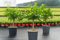 gruenwaren jakubik Calamondin Stamm Busch Orange Citrus Mitis 80-90 cm Orangenbaum Calamondino Kalamansi