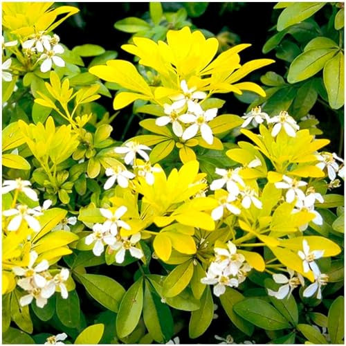 GrowOn Shrubs [x3] Choisya Mexican Orange 'Sundance' | Multi-Pack | Evergreen Shrubs | Outdoor Garden Ready Plants | Spring Flowering | White Flowers