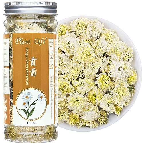 Plant Gift 30g/1oz 贡菊 菊花茶 Gongju Chrysanthemene Tee, Gesundheitskräuter, Chrysanthemen -Blume getrockneter Kräuterchinesischer chinesischer Tee