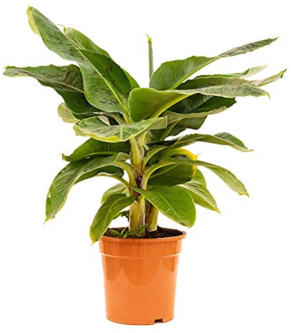Bonplants Musa Tropicana, Banano Nano, Pianta Vera Tropicale da Interni, Vaso 21 cm Altezza 65 cm