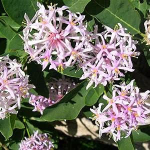 10 semipiante di agrifoglio