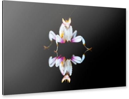 artboxONE Alu-Print 30x20 cm Die Orchideen Fangschrecke von Künstler Die Welt Tanzt Farben