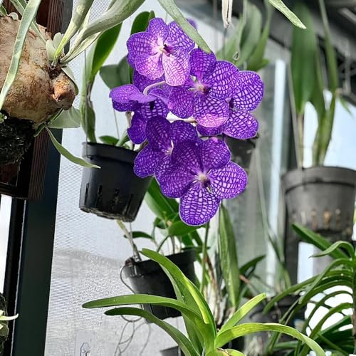 semi di orchidea vanda, d'appartamento che purificano l'aria orchidee resistenti per balconi sospese, viticci decorativi per recinzioni resistenti, 100pcs